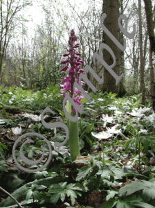 Early-Purple-Orchid-2-Lowto