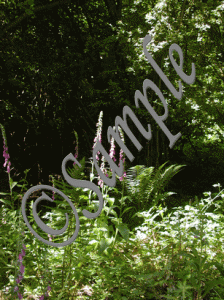 Foxglove_glade