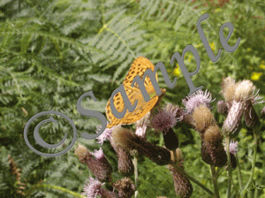 Silver washed Fritillary
