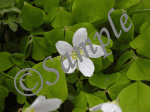 Wood Sorrel