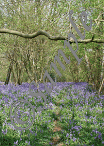 bluebell_time