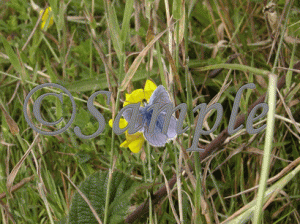 common-blue