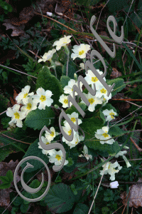 primrose