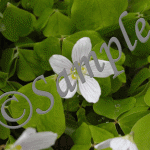 Wood Sorrel - white flower one green leaves