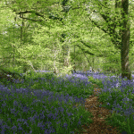 woodland flora - A view across a bluebell woodland