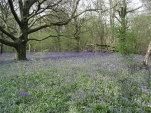 a view of bluebells under beech trees