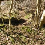 Woodland Archaeology - an image showing a wood bank in the woods