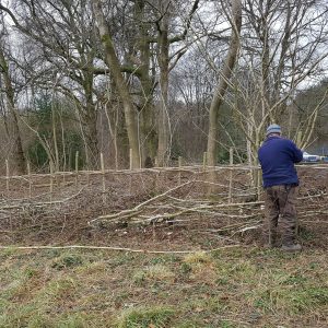 Hedge laying Taster Days-man laying hedge