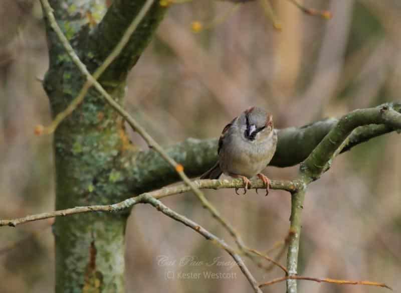 garden birds