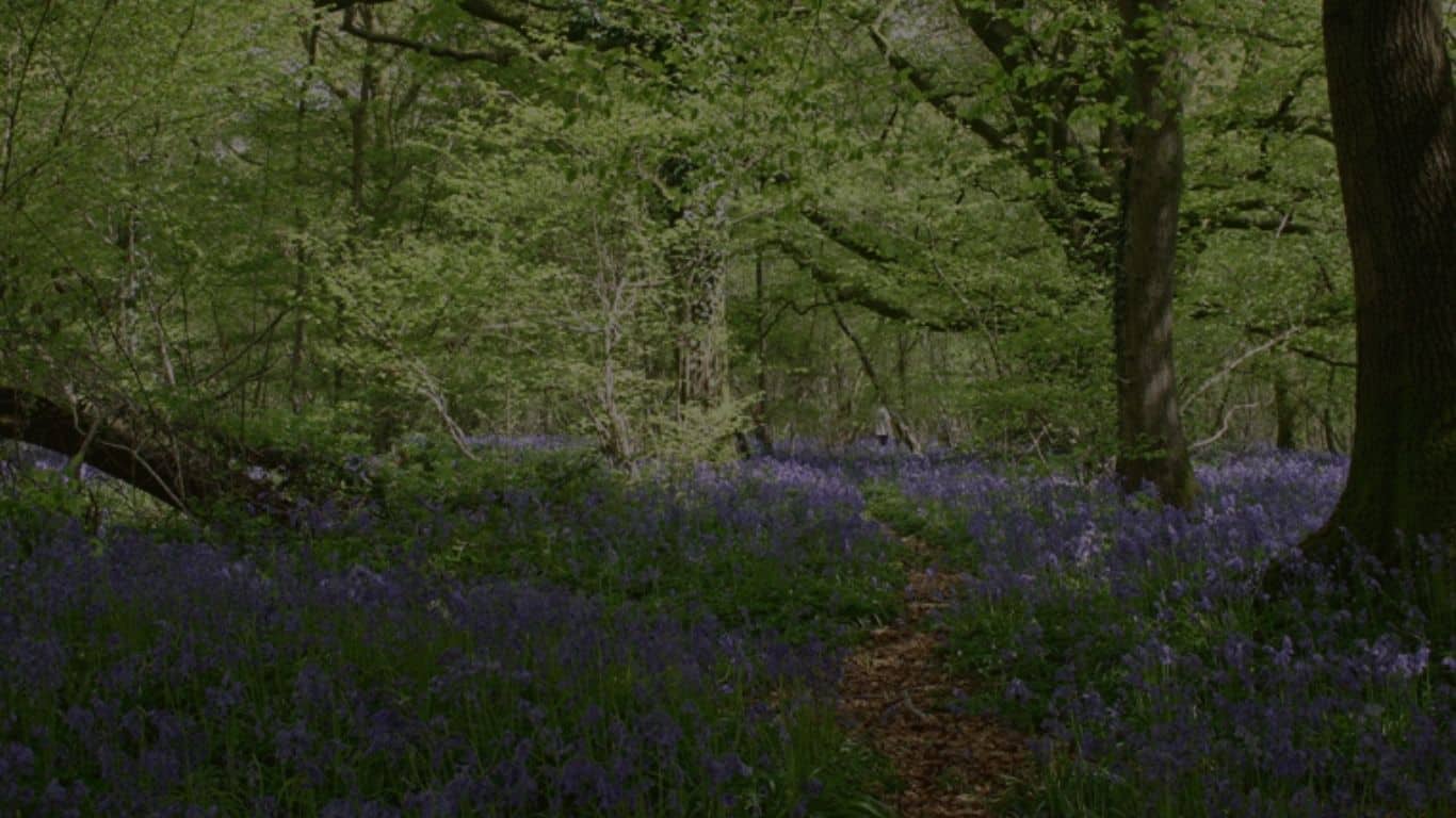 Ancient woodland at Three Copse in Hampshire