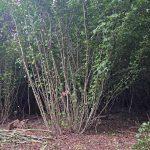Hazel coppice stool in Three Copse woodland for an introduction to coppicing