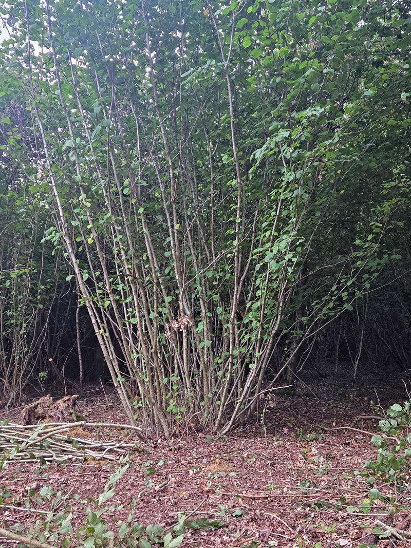 Hazel coppice stool in Three Copse woodland for an introduction to coppicing