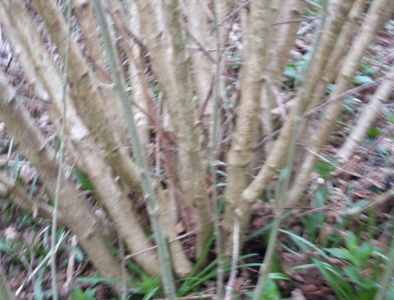Introduction to coppicing