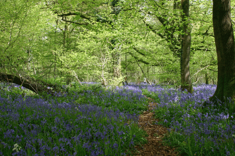 A view across a bluebell woodland